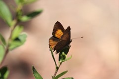 Paralucia pyrodiscus lucida