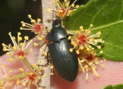 Phegoneus julichi