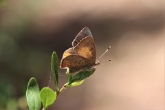 Paralucia pyrodiscus lucida