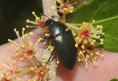 Phegoneus julichi