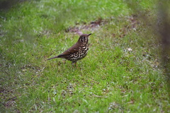 Turdus mupinensis