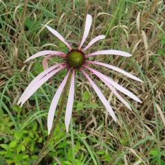 Echinacea sanguinea
