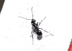 Polyrhachis clio