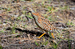 Turnix varius varius