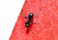 Polyrhachis clio