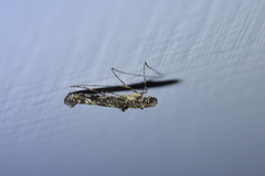 Conopomorpha cyanospila