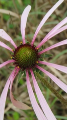 Echinacea sanguinea