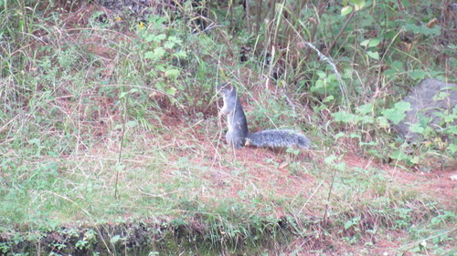 Peters's Squirrel