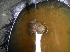 Anaxyrus compactilis