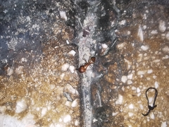 Camponotus conspicuus