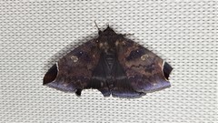 Bastilla serratilinea