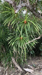 Pandanus polycephalus
