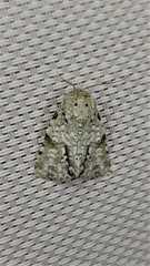 Acronicta psorallina