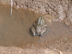 Lithobates montezumae