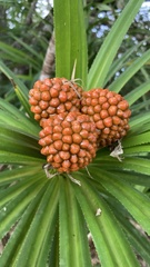 Pandanus polycephalus