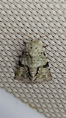 Acronicta psorallina
