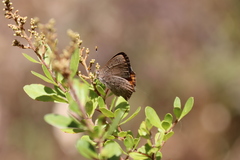 Paralucia pyrodiscus lucida