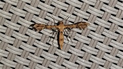 Nippoptilia cinctipedalis