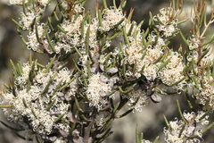 Hakea microcarpa