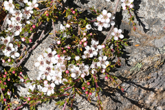 Leptospermum rupestre