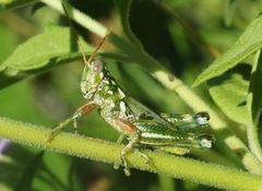 Campylacantha olivacea