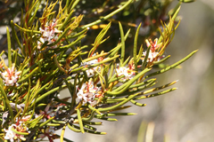 Orites acicularis