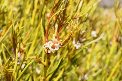 Orites acicularis