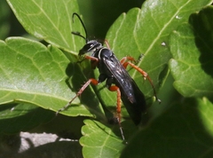 Episyron conterminus