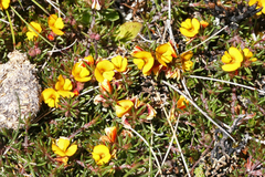 Pultenaea fasciculata