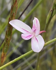 Disa gladioliflora gladioliflora