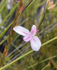 Disa gladioliflora gladioliflora