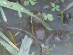 Lithobates montezumae