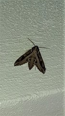 Hippotion velox