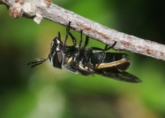 Copestylum limbipenne