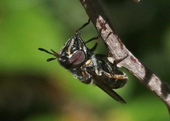 Copestylum limbipenne