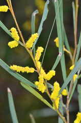 Acacia caroleae