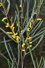 Acacia caroleae
