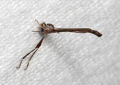 Leptogaster