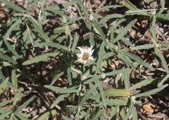 Melampodium cinereum