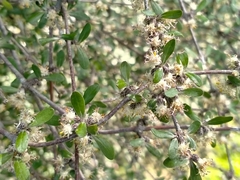 Olearia fimbriata