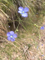 Linum marginale