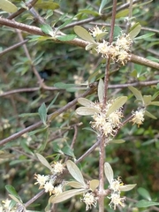 Olearia fimbriata
