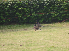 Acridotheres tristis