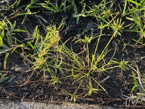 Cyperus compressus image