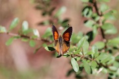 Paralucia pyrodiscus lucida