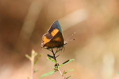 Paralucia pyrodiscus lucida