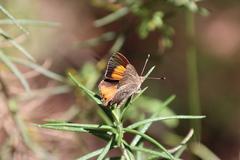 Paralucia pyrodiscus lucida