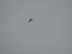 Milvus migrans