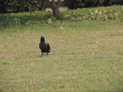 Corvus splendens