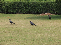 Corvus splendens